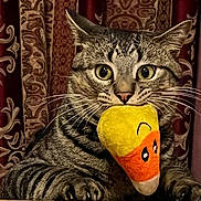 Star joined the competition — help win amazing prizes! big_eyes, candy_corn, cat, close_up, cozy, curtains, feline, indoor, muzzle, nose, paws, pet, playful, plush_toy, portrait, sitting, striped_fur, tabby_cat, toy_in_mouth, whiskers