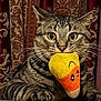big_eyes, candy_corn, cat, close_up, cozy, curtains, feline, indoor, muzzle, nose, paws, pet, playful, plush_toy, portrait, sitting, striped_fur, tabby_cat, toy_in_mouth, whiskers
