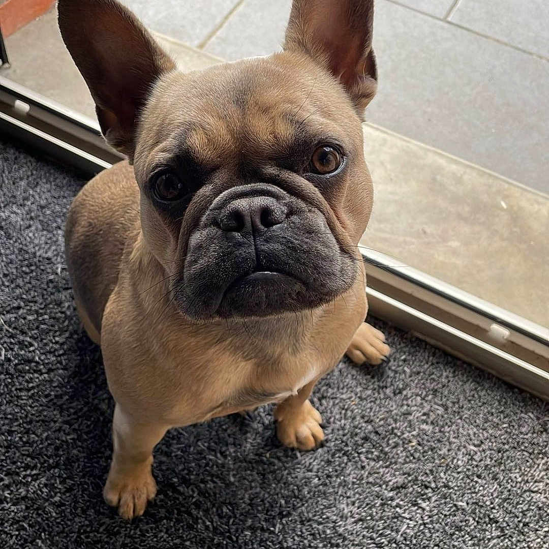 Lili a rejoint le concours — aidez-le/la à gagner de superbes lots ! adorable, animal, brown_fur, canine, carpet, closeup, companion, cute, dog, ears, floor, french_bulldog, glass_door, house, indoor, looking_up, paw, pet, portrait, waiting