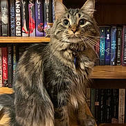 Bear is registered to the contest to win money with this photo: cat, tabby_cat, fluffy, sitting, wooden_table, bookshelf, books, indoor, pet, feline, curious, collar, long_fur, brown, black, striped, closeup, animal, domestic_cat, portrait