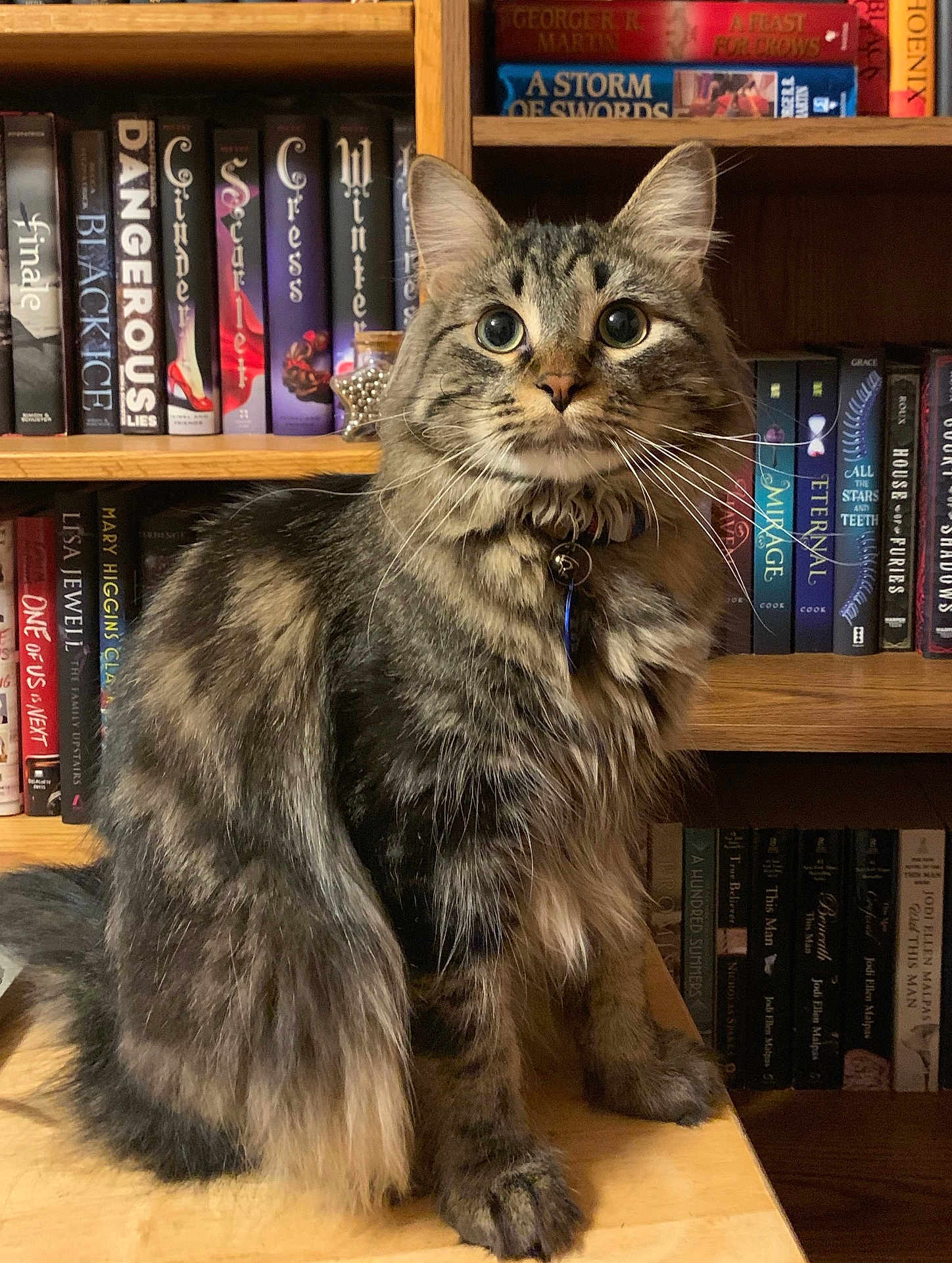 Bear is registered to the contest to win money with this photo: cat, tabby_cat, fluffy, sitting, wooden_table, bookshelf, books, indoor, pet, feline, curious, collar, long_fur, brown, black, striped, closeup, animal, domestic_cat, portrait