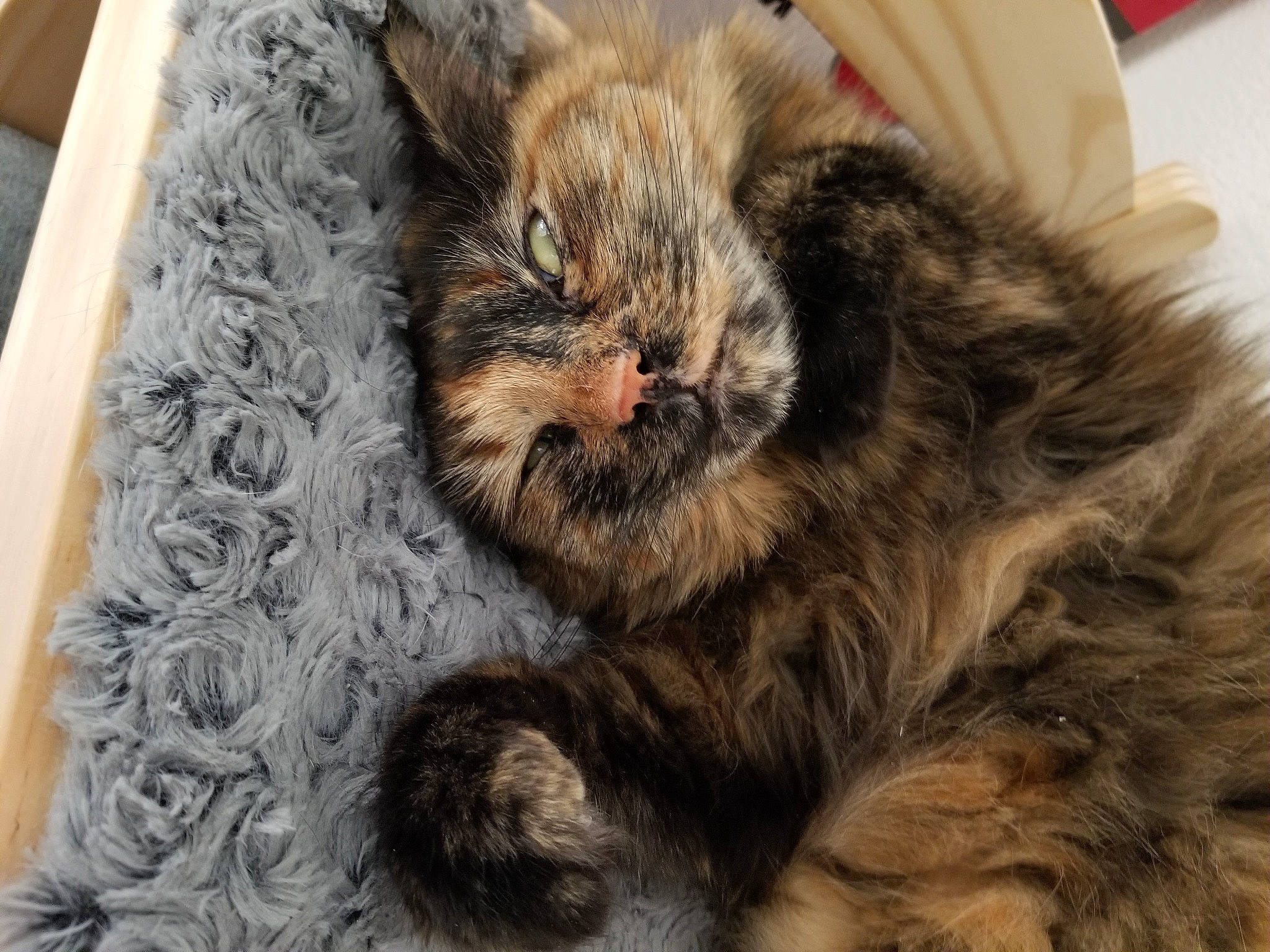 Cali is registered to the contest to win money with this photo: carnivore, cat, claw, comfort, domestic_short_haired_cat, fawn, felidae, fur, paw, small_to_medium_sized_cats, snout, tail, terrestrial_animal, whiskers