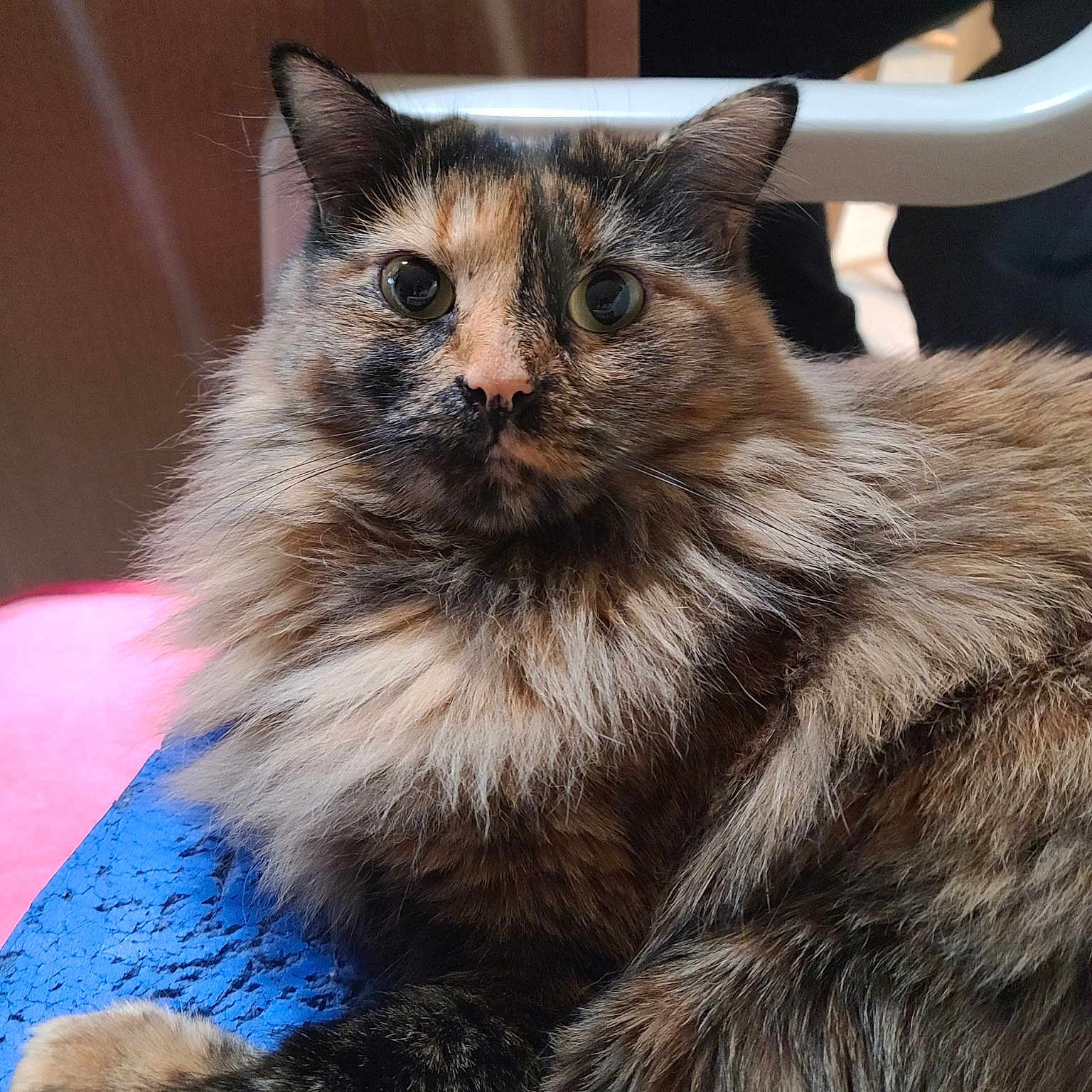 Cali