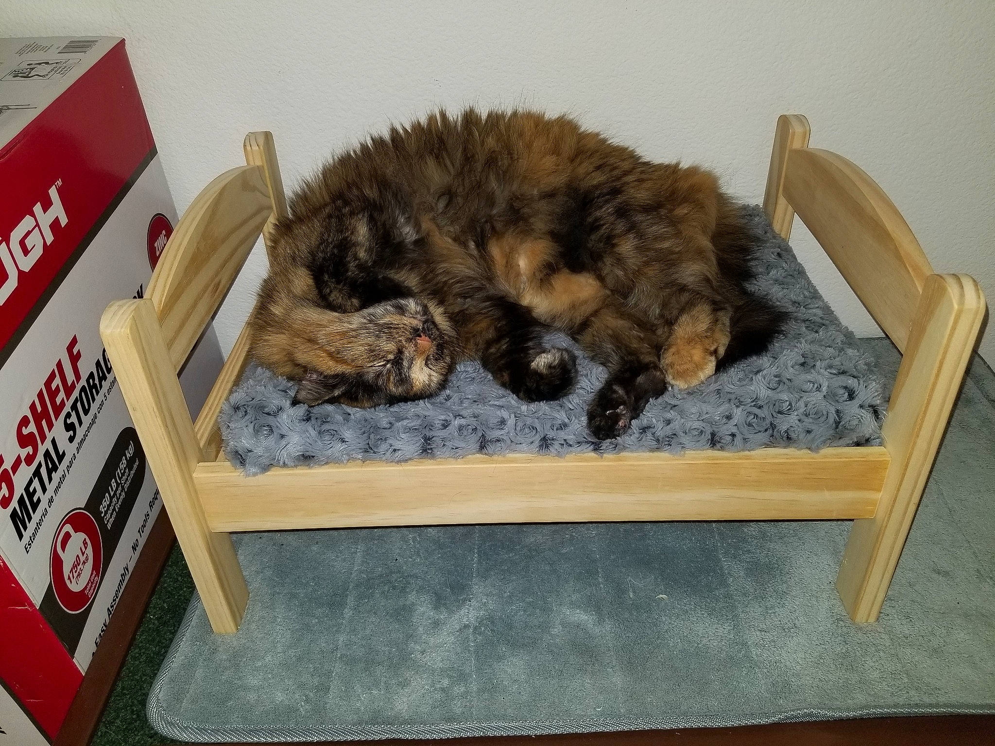 Cali joined the competition — help win amazing prizes! box, canidae, carnivore, cat, comfort, companion_dog, dog_breed, domestic_short_haired_cat, fawn, felidae, fur, logo, nap, pet_supply, small_to_medium_sized_cats, snout, sporting_group, tail, terrestrial_animal, whiskers