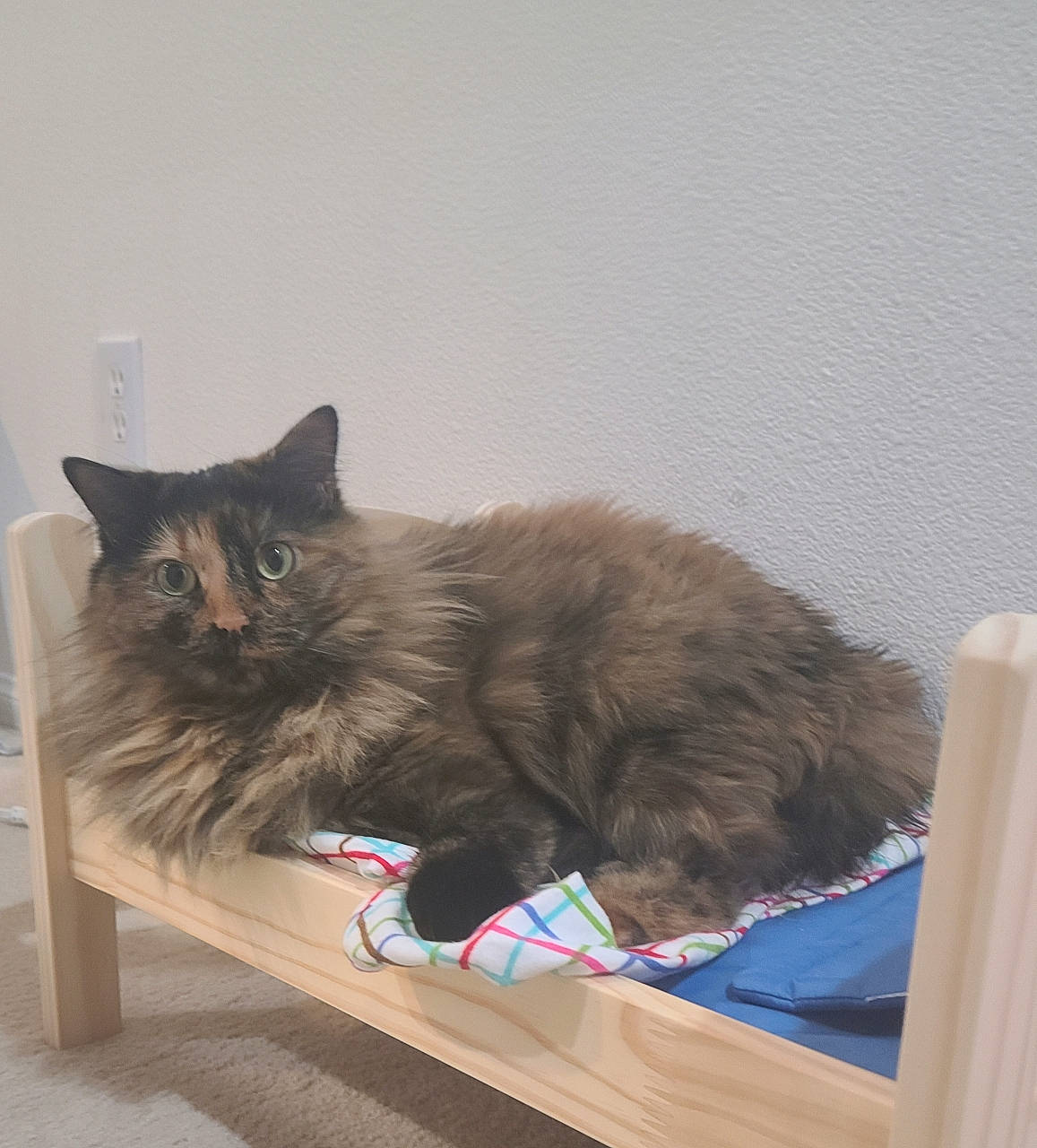 Cali is registered to the contest to win money with this photo: box, british_longhair, cardboard, carnivore, cat, claw, comfort, domestic_short_haired_cat, fawn, felidae, flooring, fur, hardwood, paw, small_to_medium_sized_cats, snout, tail, whiskers, window, wood