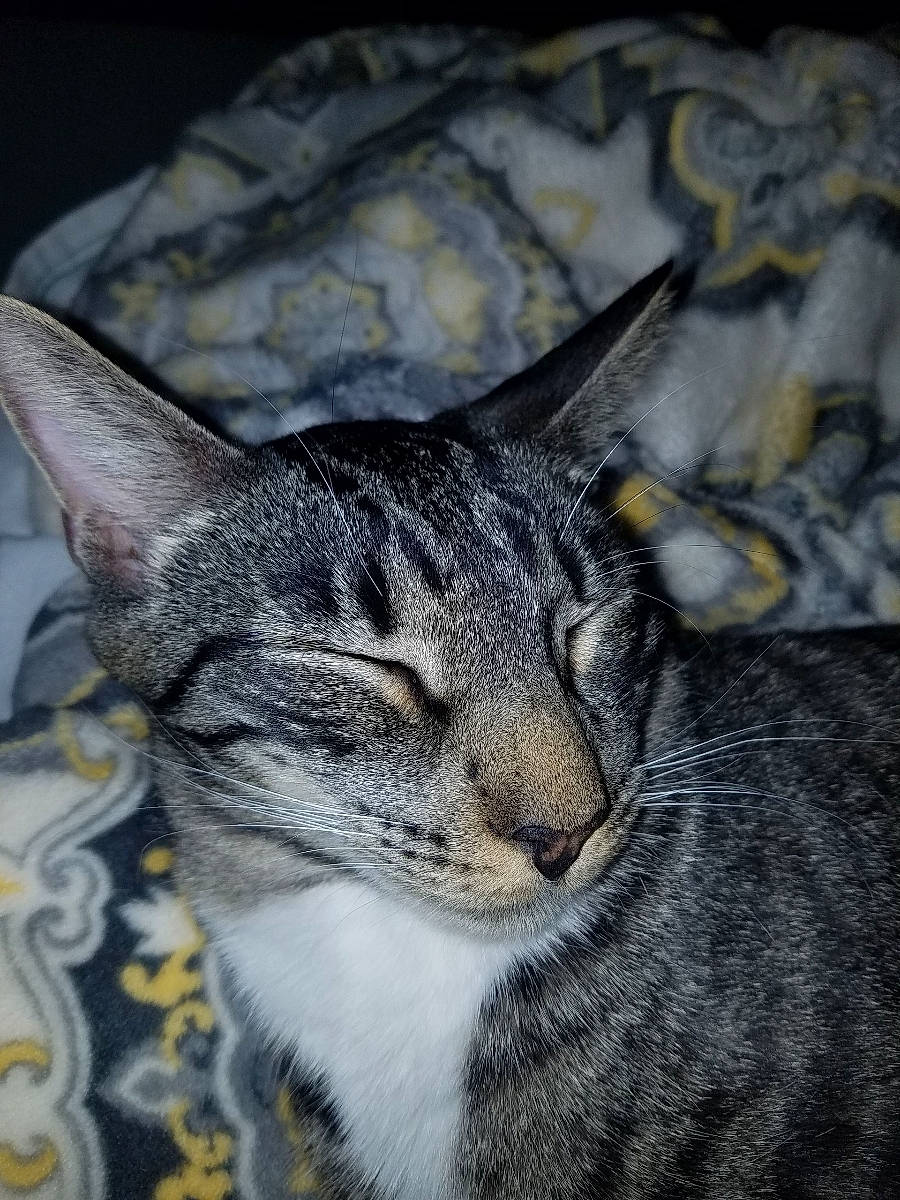 Greyboy is registered to the contest to win money with this photo: carnivore, cat, close_up, domestic_short_haired_cat, eye, felidae, fur, grey, small_to_medium_sized_cats, snout, terrestrial_animal, tree, whiskers, wildlife, window