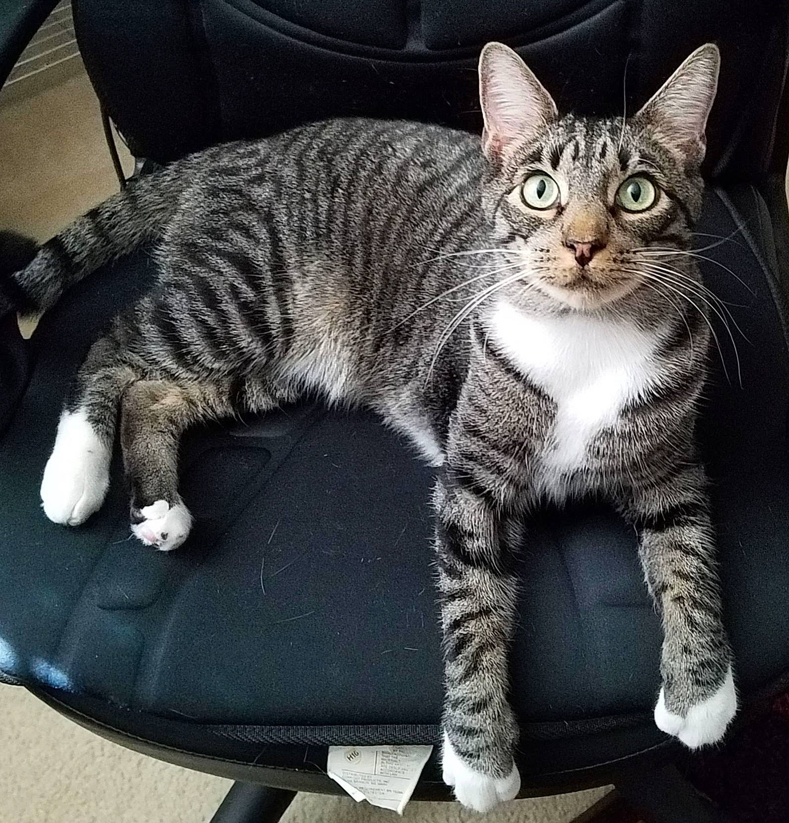 Greyboy is registered to the contest to win money with this photo: carnivore, cat, claw, comfort, domestic_short_haired_cat, felidae, fur, paw, sitting, small_to_medium_sized_cats, snout, tail, terrestrial_animal, whiskers