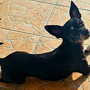 Mila a rejoint le concours — aidez-le/la à gagner de superbes lots ! dog, black_dog, small_dog, pet, animal, ears, shadow, sunlight, tiled_floor, floor, outdoor, looking_back, curious, resting, canine, fur, paw, domestic_animal, daylight, texture