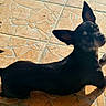 dog, black_dog, small_dog, pet, animal, ears, shadow, sunlight, tiled_floor, floor, outdoor, looking_back, curious, resting, canine, fur, paw, domestic_animal, daylight, texture
