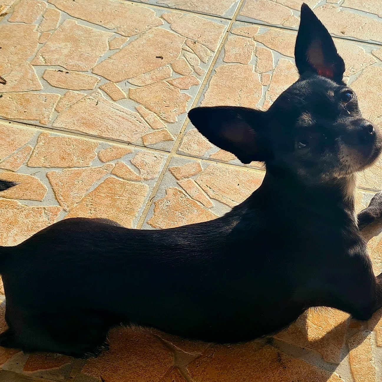 Mila
