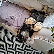 Pilou a rejoint le concours — aidez-le/la à gagner de superbes lots ! dog, upside_down, fluffy, couch, blanket, pillow, rug, geometric_pattern, indoor, home, pet, relaxed, sleeping, paw, fur, quilted, plant, slipper, floor, cozy