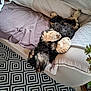 dog, upside_down, fluffy, couch, blanket, pillow, rug, geometric_pattern, indoor, home, pet, relaxed, sleeping, paw, fur, quilted, plant, slipper, floor, cozy