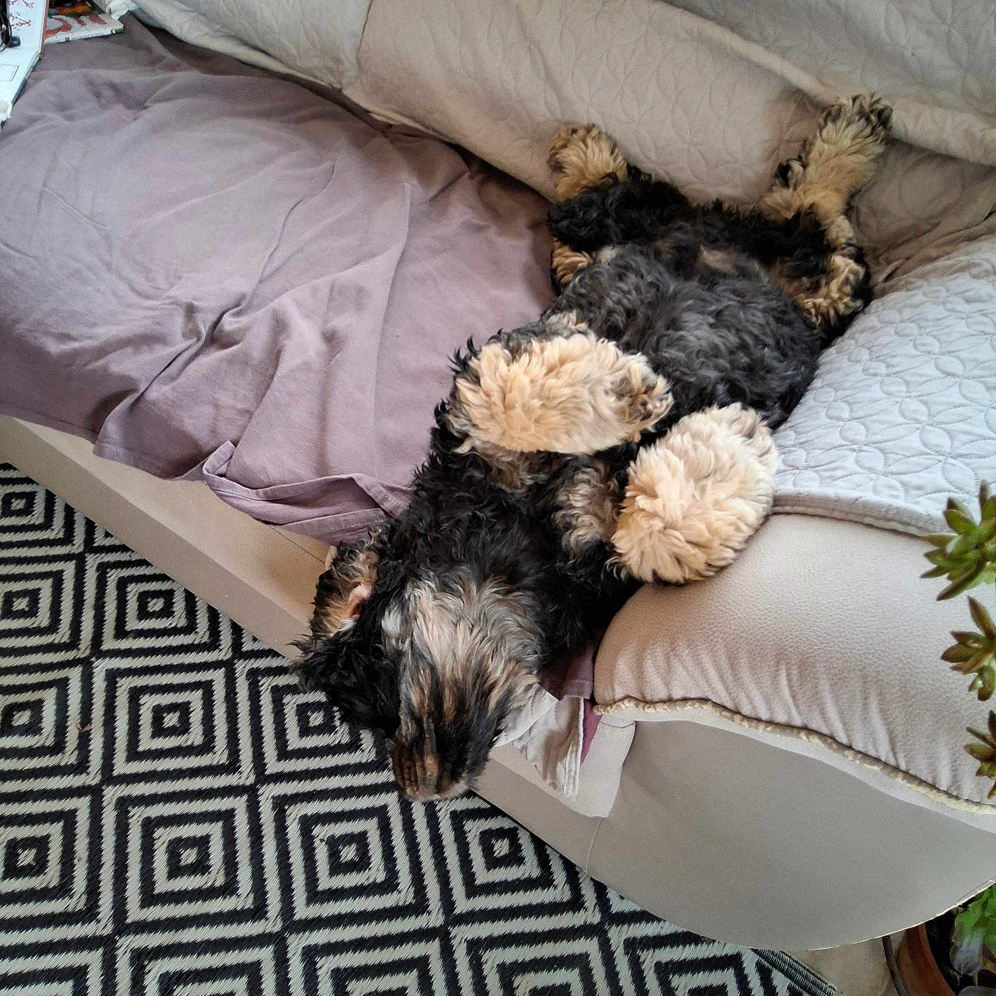 Pilou a rejoint le concours — aidez-le/la à gagner de superbes lots ! blanket, couch, cozy, dog, floor, fluffy, fur, geometric_pattern, home, indoor, paw, pet, pillow, plant, quilted, relaxed, rug, sleeping, slipper, upside_down