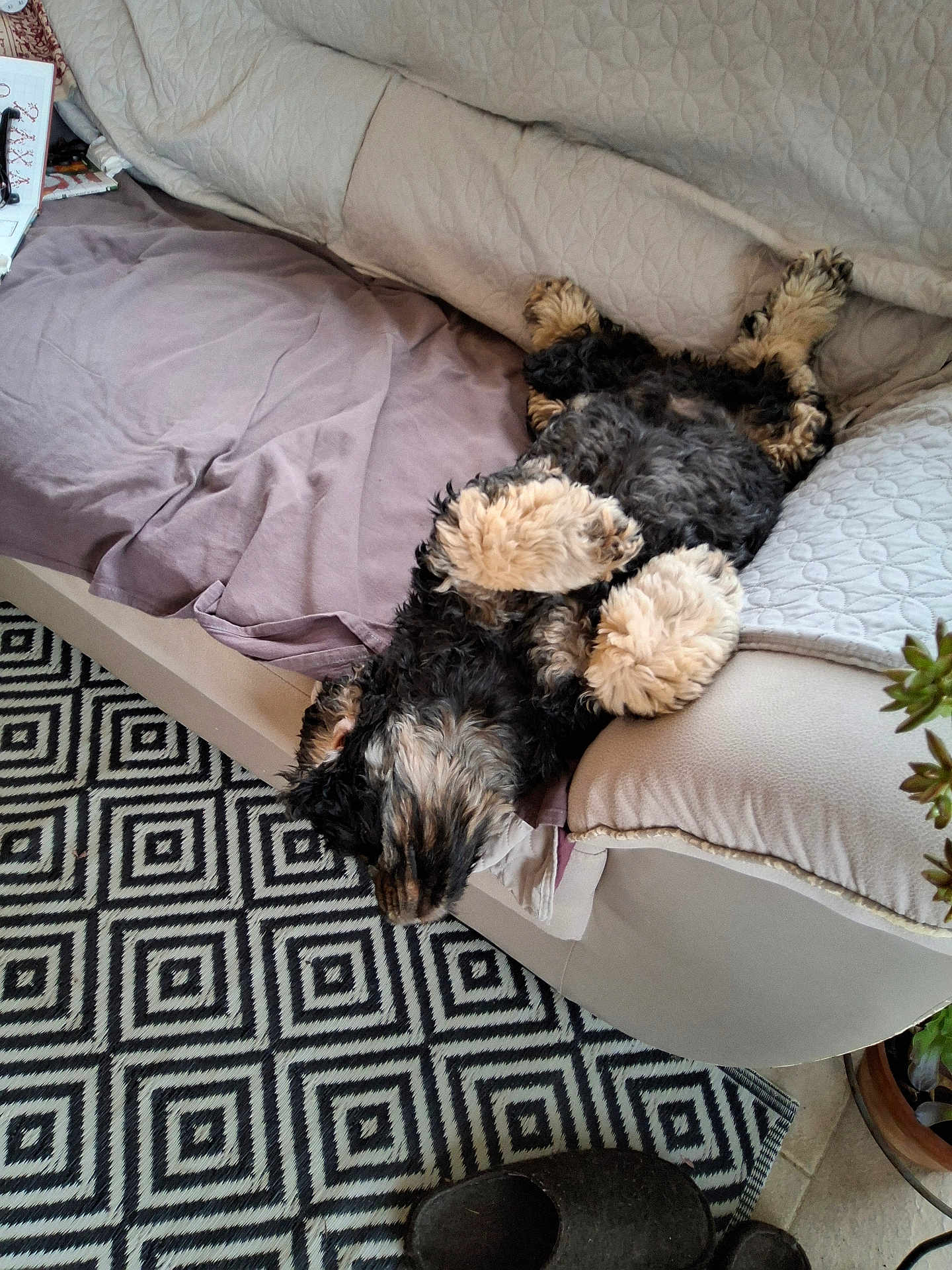 Pilou a rejoint le concours — aidez-le/la à gagner de superbes lots ! dog, upside_down, fluffy, couch, blanket, pillow, rug, geometric_pattern, indoor, home, pet, relaxed, sleeping, paw, fur, quilted, plant, slipper, floor, cozy