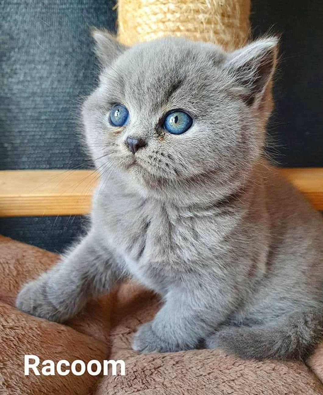 Racoom a rejoint le concours — aidez-le/la à gagner de superbes lots ! carnivore, cat, cat_supply, claw, comfort, domestic_short_haired_cat, felidae, fur, grey, paw, russian_blue, sitting, small_to_medium_sized_cats, snout, tail, terrestrial_animal, whiskers, window