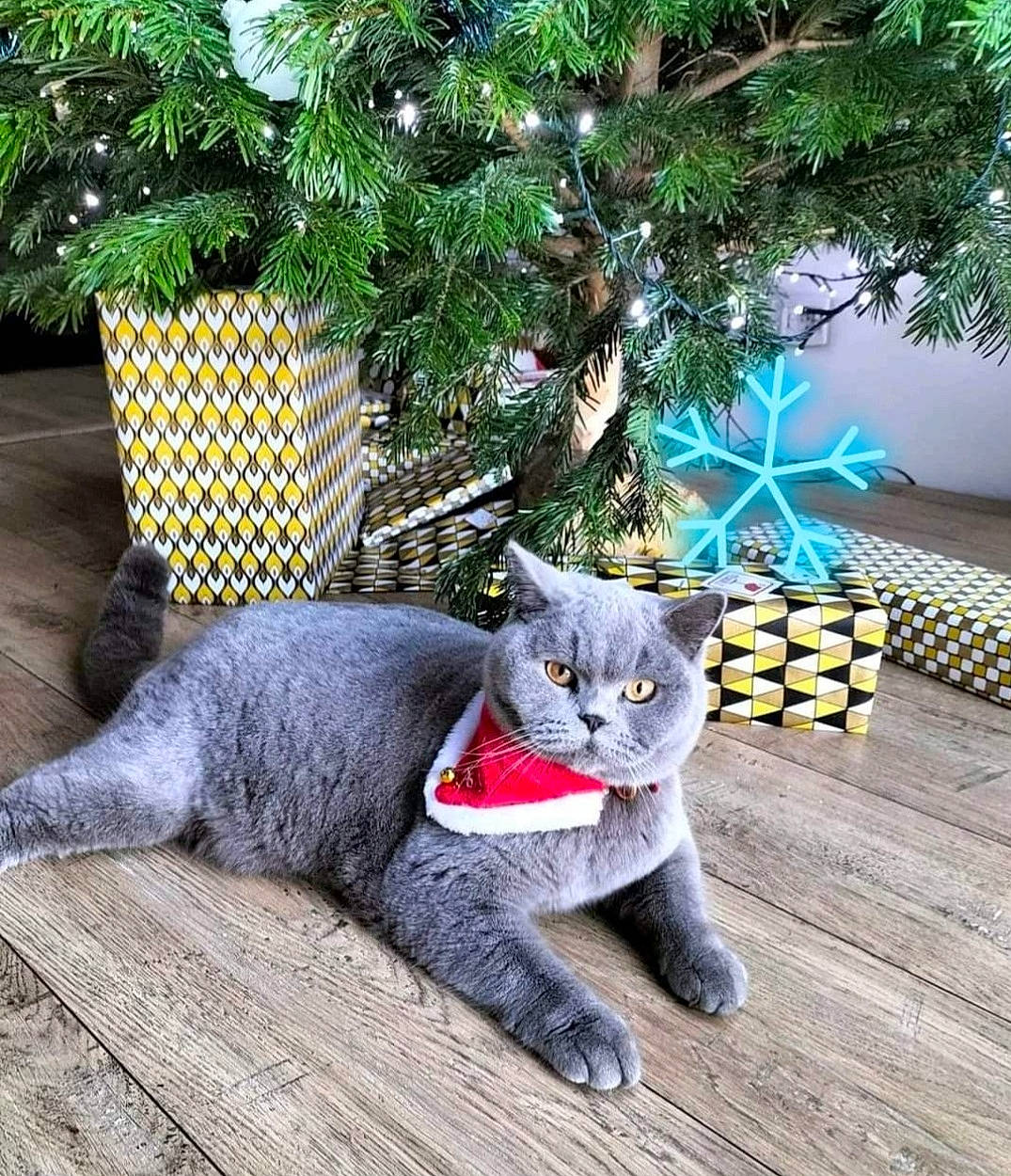 Racoom a rejoint le concours — aidez-le/la à gagner de superbes lots ! carnivore, cat, christmas_ornament, christmas_tree, domestic_short_haired_cat, evergreen, fawn, felidae, flowerpot, fur, grass, grey, houseplant, plant, small_to_medium_sized_cats, snout, tail, whiskers, window, wood