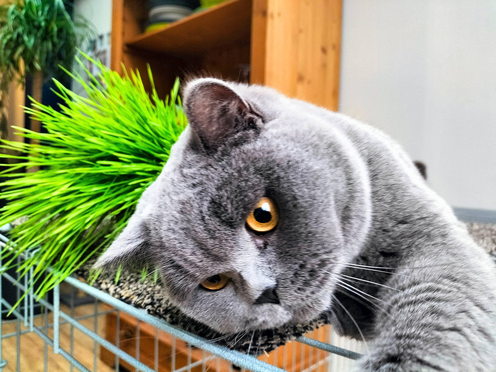Racoom a rejoint le concours — aidez-le/la à gagner de superbes lots ! carnivore, cat, domestic_short_haired_cat, felidae, flowerpot, fur, grass, grey, herb, houseplant, plant, russian_blue, small_to_medium_sized_cats, snout, table, terrestrial_animal, whiskers, window