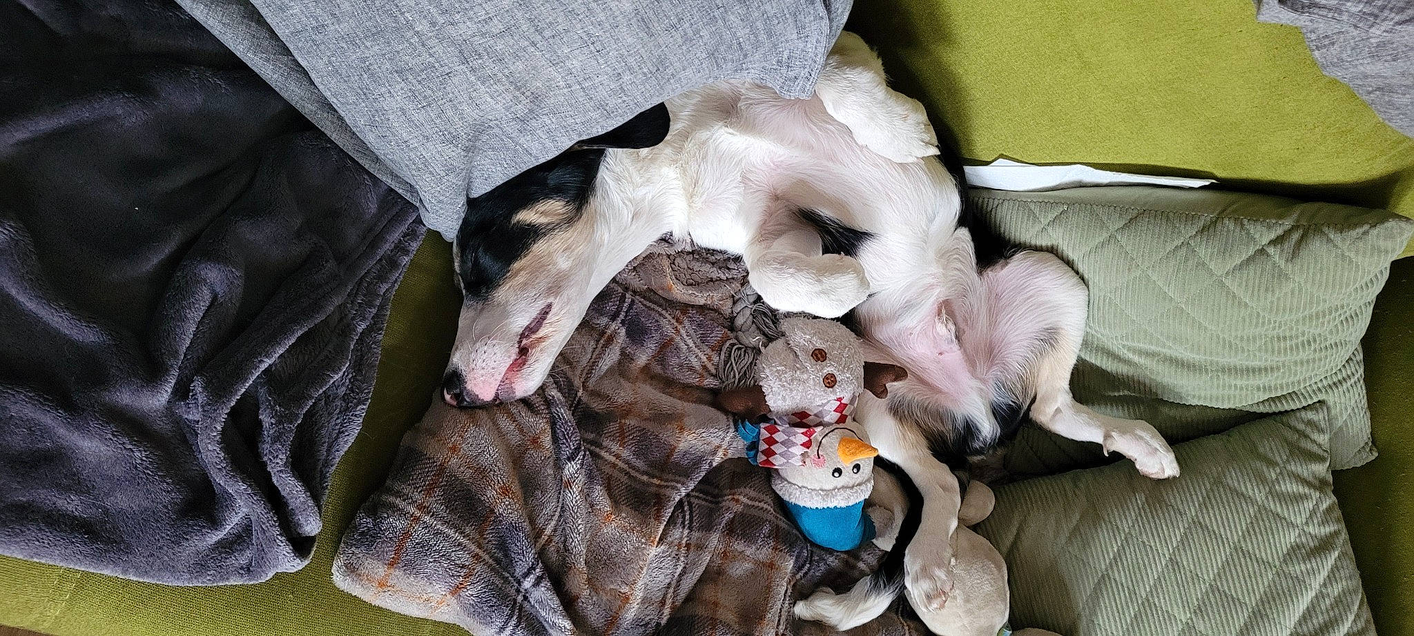 Touffu participe au concours pour gagner de l'argent avec cette photo : baby_products, bag, canidae, carnivore, comfort, companion_dog, dog_breed, dog_supply, fawn, felidae, fur, guard_dog, linens, plush, small_to_medium_sized_cats, sporting_group, stuffed_toy, tail, toy, toy_dog