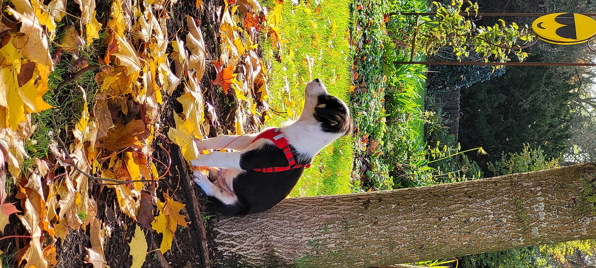 Touffu a rejoint le concours — aidez-le/la à gagner de superbes lots ! art, carnivore, cat, deciduous, fawn, felidae, forest, grass, landscape, plant, small_to_medium_sized_cats, sunlight, tail, tints_and_shades, tree, trunk, twig, whiskers, wood, woodland