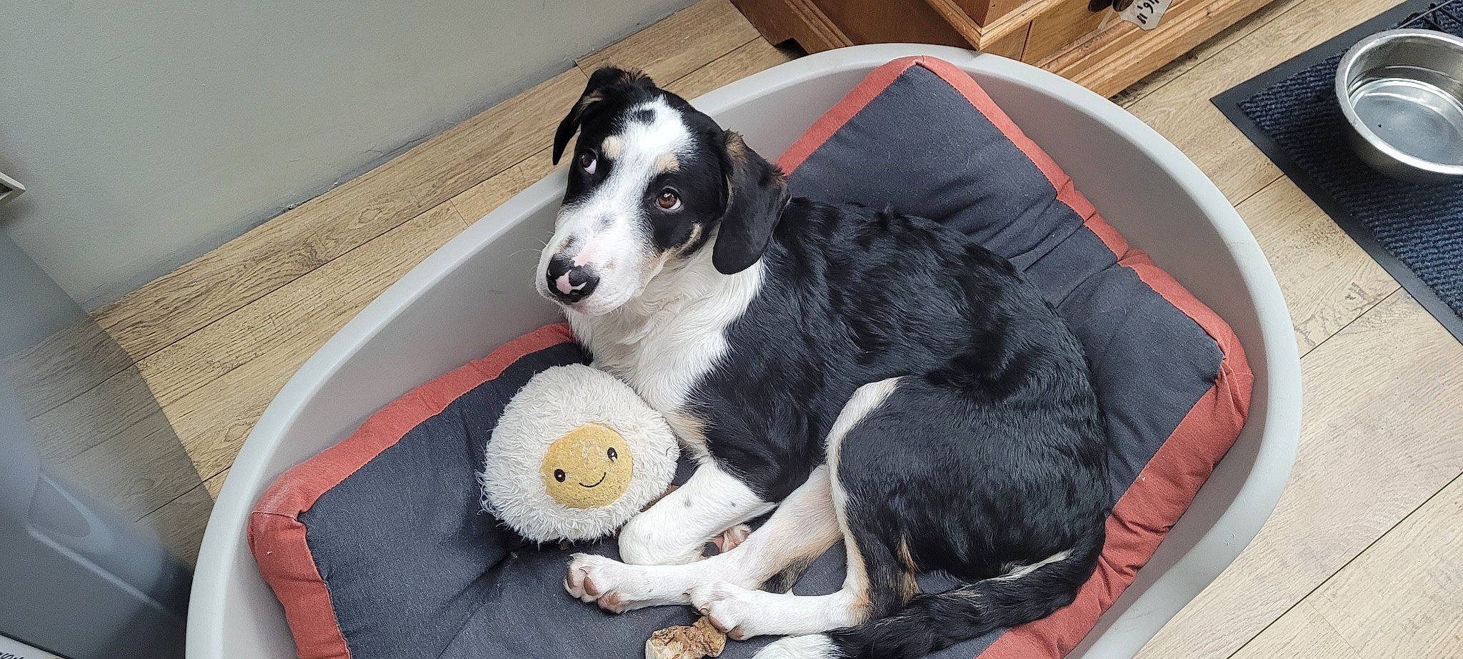 Touffu a rejoint le concours — aidez-le/la à gagner de superbes lots ! canidae, carnivore, collar, comfort, companion_dog, couch, dog, dog_breed, dog_collar, dog_supply, fur, herding_dog, mcnab, pet_supply, snout, sporting_group, working_animal, working_dog