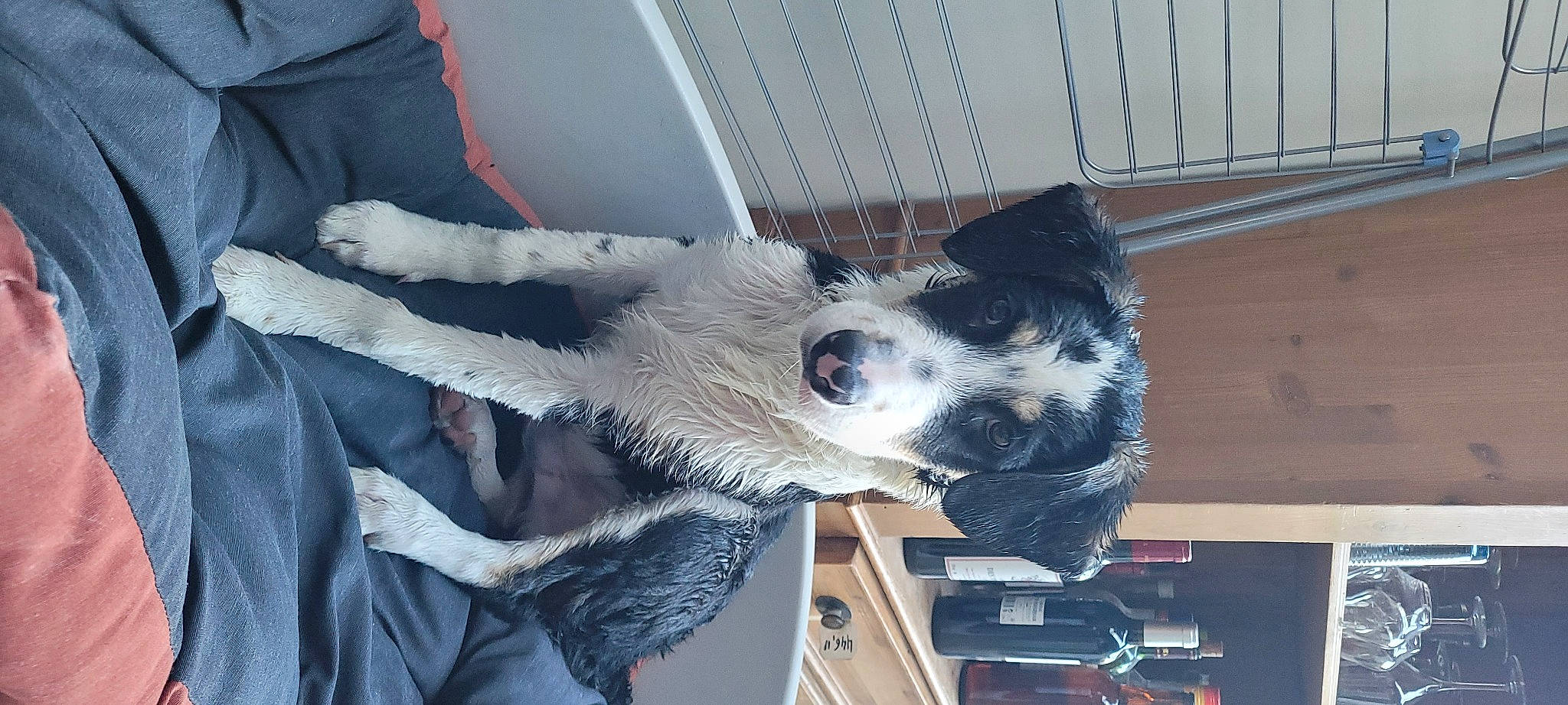 Touffu a rejoint le concours — aidez-le/la à gagner de superbes lots ! canidae, carnivore, collar, companion_dog, dog, dog_breed, dog_collar, dog_supply, fawn, fur, grey, non_sporting_group, paw, snout, sporting_group, tail, whiskers, working_animal