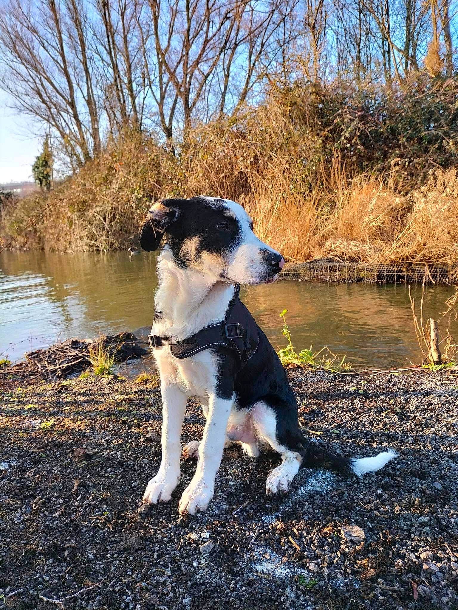 Touffu participe au concours pour gagner de l'argent avec cette photo : canidae, carnivore, companion_dog, dog, dog_breed, gun_dog, herding_dog, lake, landscape, mcnab, natural_landscape, plant, recreation, sky, soil, sporting_group, tail, tree, walking, water