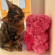 Smoky participe au concours pour gagner de l'argent avec cette photo : cat, kitten, tabby_cat, pink_roses, rose_bear, stuffed_toy, windowsill, window, curious, whiskers, paws, ears, portrait, indoor, soft_light, decor, head_tilt, pet, closeup, sitting