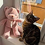 Smoky participe au concours pour gagner de l'argent avec cette photo : cat, tabby_cat, teddy_bear, plush, window, windowsill, sunlight, indoor, pet, animal, cozy, sitting, looking_up, tilted_head, reflection, shadow, ribbon, toy, building_outside, warm_light