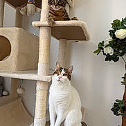 Smoky participe au concours pour gagner de l'argent avec cette photo : cat, tabby_cat, white_cat, cat_tree, scratching_post, pet, indoor, furniture, flowers, paws, whiskers, cute, portrait, sitting, looking_up, kitten, cozy, houseplant, play_toy, fur