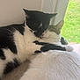 cat, cats, sleeping_cat, cuddling, snuggling, pet, feline, domestic_cat, black_and_white, tabby, window, indoor, cozy, fur, whiskers, nap, love, pair, close_up, paws