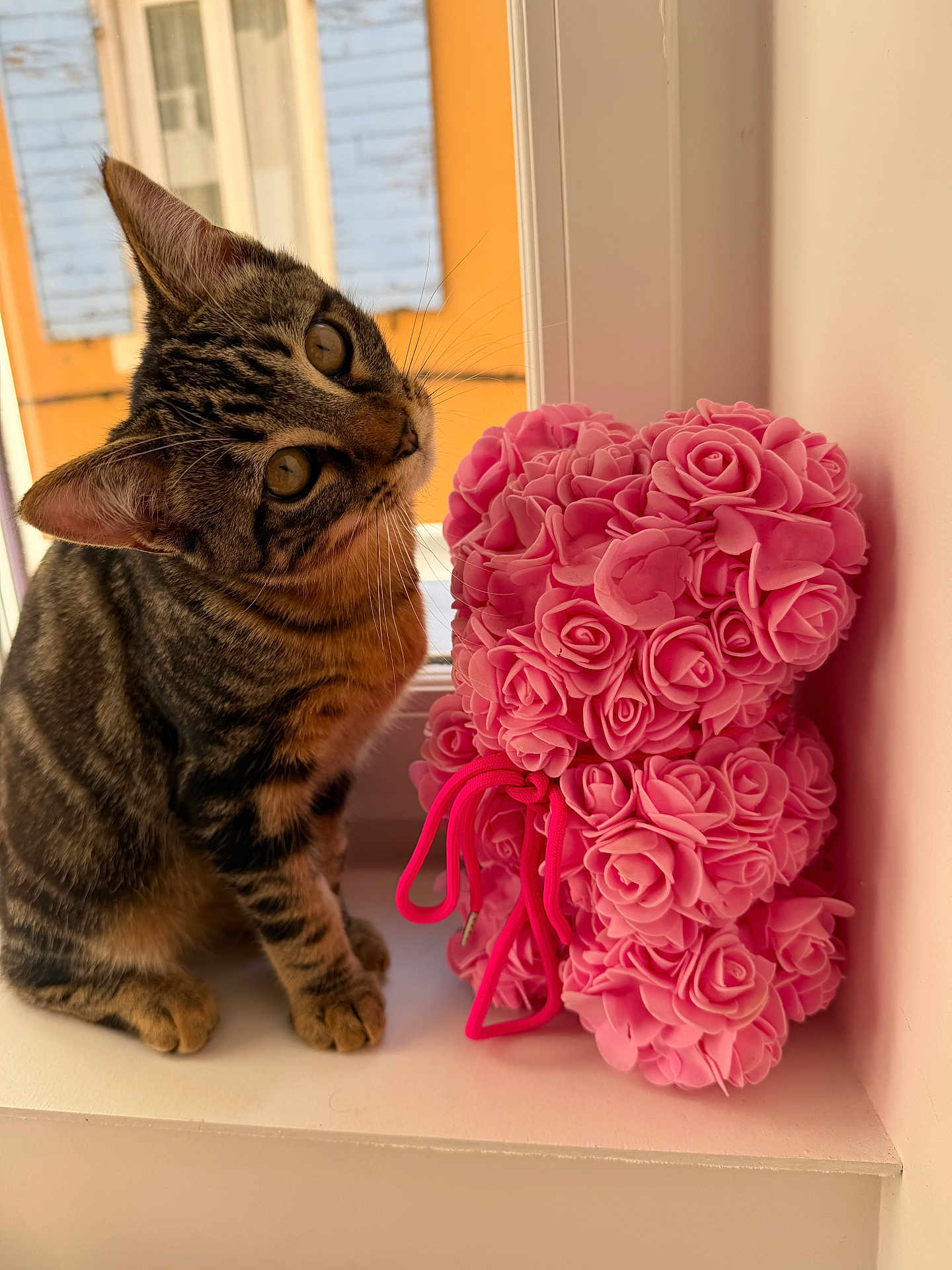 Smoky participe au concours pour gagner de l'argent avec cette photo : cat, kitten, tabby_cat, pink_roses, rose_bear, stuffed_toy, windowsill, window, curious, whiskers, paws, ears, portrait, indoor, soft_light, decor, head_tilt, pet, closeup, sitting
