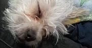 Pippy is registered to the contest to win money with this photo: animal, blanket, closeup, companion, cozy, curly_fur, cute, dog, domestic, fluffy, fur, indoors, mammal, nose, pet, relaxing, resting, sleeping, snout, white_fur