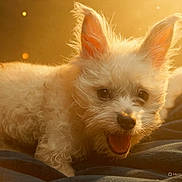 Pippy joined the competition — help win amazing prizes! adorable, animal, blanket, canine, closeup, cute, dog, ears, fluffy, fur, happy, indoors, mouth_open, pet, playful, puppy, small_dog, tongue_out, warm_light, young_dog