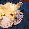 Pippy is registered to the contest to win money with this photo: animal, bed, blanket, comfort, cozy, cute, dog, ears, fur, furry, indoor, mammal, nose, pajamas, pet, relaxed, resting, sleeping, small_dog, soft