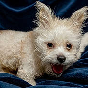 Pippy joined the competition — help win amazing prizes! dog, puppy, fluffy, cream_colored, perky_ears, lying_down, blanket, blue_blanket, excited, happy, pet, animal, cute, fur, snout, mouth_open, indoor, close_up, eyes, nose