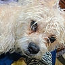 Pippy is registered to the contest to win money with this photo: animal, blanket, close_up, companion, cozy, curious, curly_fur, cute, dog, domestic, eye, face, fluffy, fur, indoor, nose, pet, portrait, resting, soft