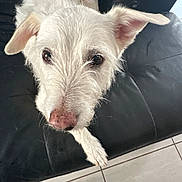 Sam participe au concours pour gagner de l'argent avec cette photo : dog, white_dog, terrier, canine, pet, couch, leather_couch, black_couch, tile_floor, paw, nose, ears, whiskers, close_up, portrait, looking_up, indoor, home, curious, fur