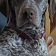 Rimel participe au concours pour gagner de l'argent avec cette photo : dog, large_dog, speckled_fur, brown_and_white, collar, metal_ring, close_up, portrait, nose, eyes, ear, indoor, wooden_stairs, curtain, sofa, furniture, pet, calm_expression, whiskers, textured_fur
