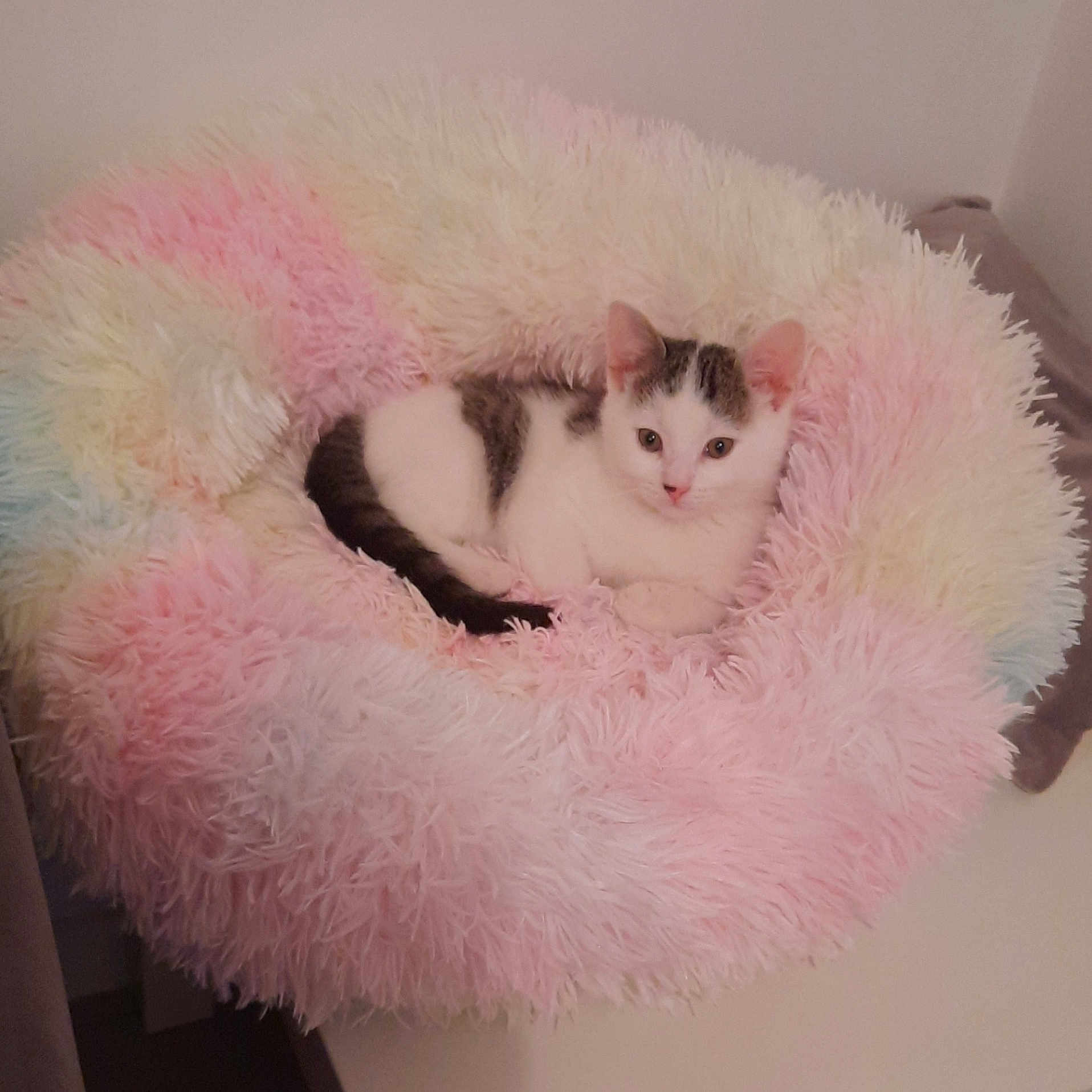 Swity participe au concours pour gagner de l'argent avec cette photo : kitten, cat, pet, fluffy_bed, pastel_colors, white_cat, gray_markings, cozy, cute, indoor, furniture, soft_texture, resting, animal, small_cat, curious, comfortable, domestic_cat, fluffy, sleeping_area