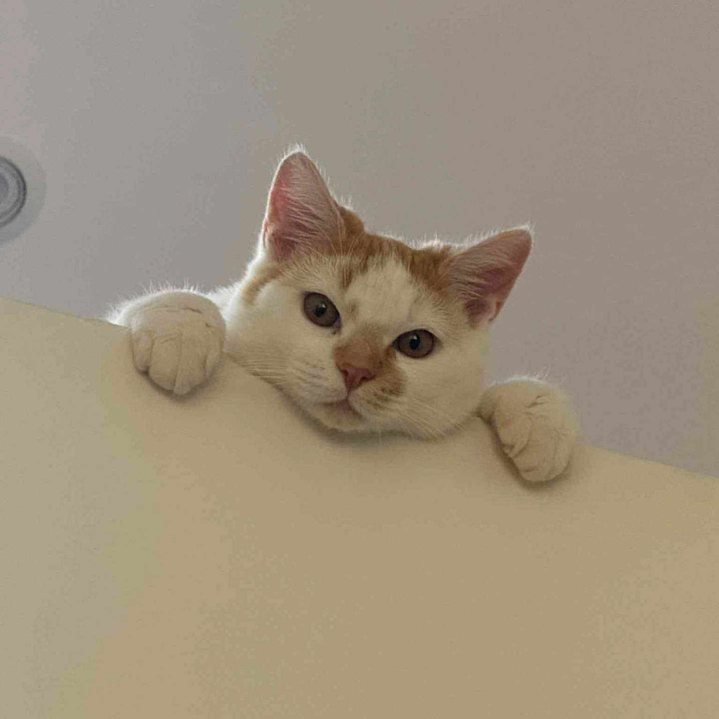 Manar Meksoudi participe au concours pour gagner de l'argent avec cette photo : animal, cat, closeup, curious, cute, ears, face, feline, indoor, ledge, looking, orange_fur, paws, peeking, pet, quiet, soft_light, wall, whiskers, white_fur