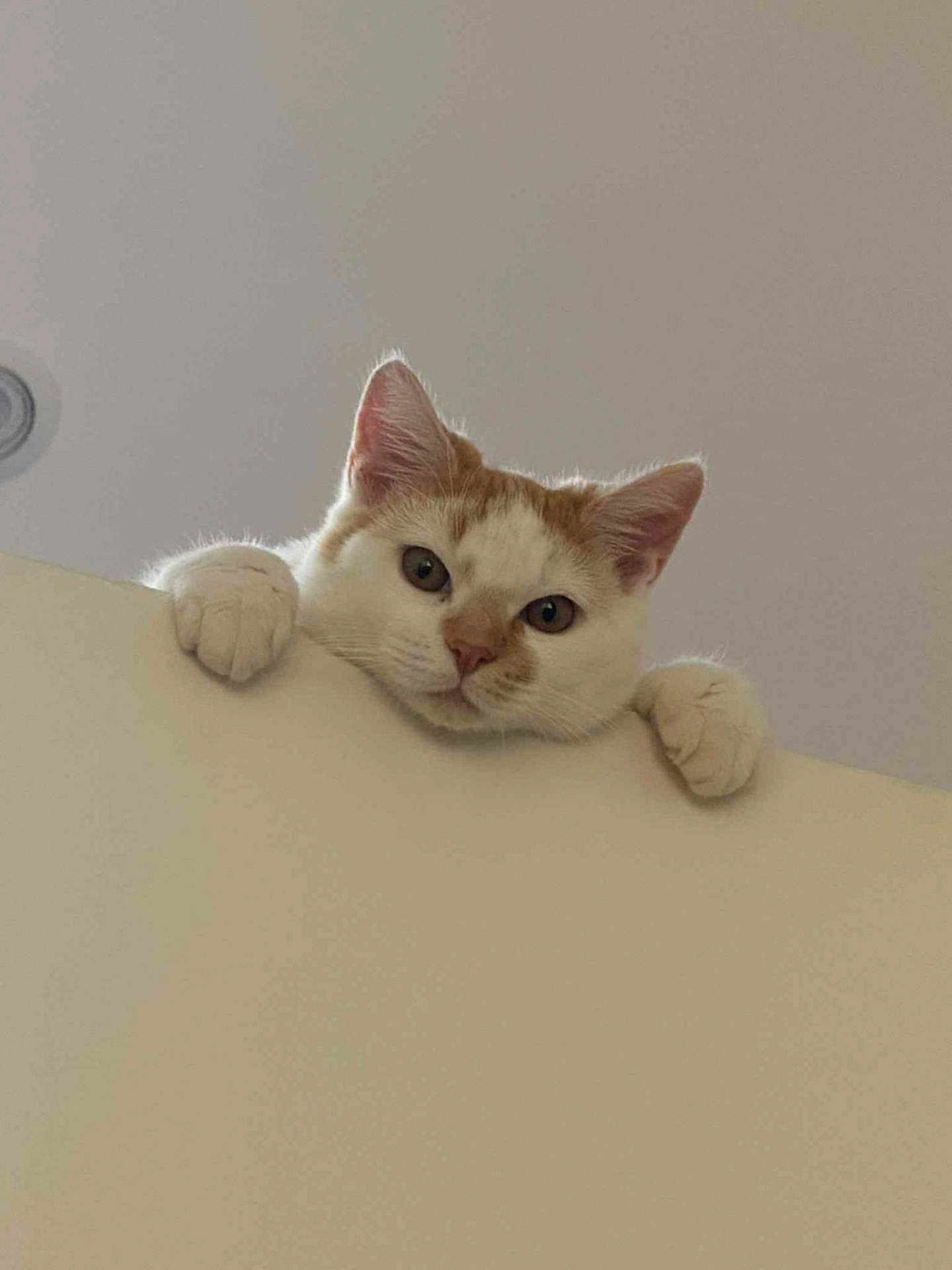 Manar Meksoudi participe au concours pour gagner de l'argent avec cette photo : cat, pet, curious, white_fur, orange_fur, paws, peeking, ledge, indoor, animal, cute, whiskers, ears, face, looking, feline, soft_light, closeup, quiet, wall