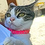 Manar Meksoudi participe au concours pour gagner de l'argent avec cette photo : cat, close_up, pet, animal, collar, whiskers, fur, paw, outdoor, daylight, face, curious, focus, pink_collar, domestic_cat, mammal, portrait, looking_away, soft_background, human_arm