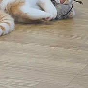 Manar Meksoudi participe au concours pour gagner de l'argent avec cette photo : cat, orange_and_white, toy_mouse, wooden_floor, pet, playful, animal, indoor, cute, feline, lying_down, whiskers, ears, paws, tail, curious, domestic_cat, pet_toy, floor_mat, close_up