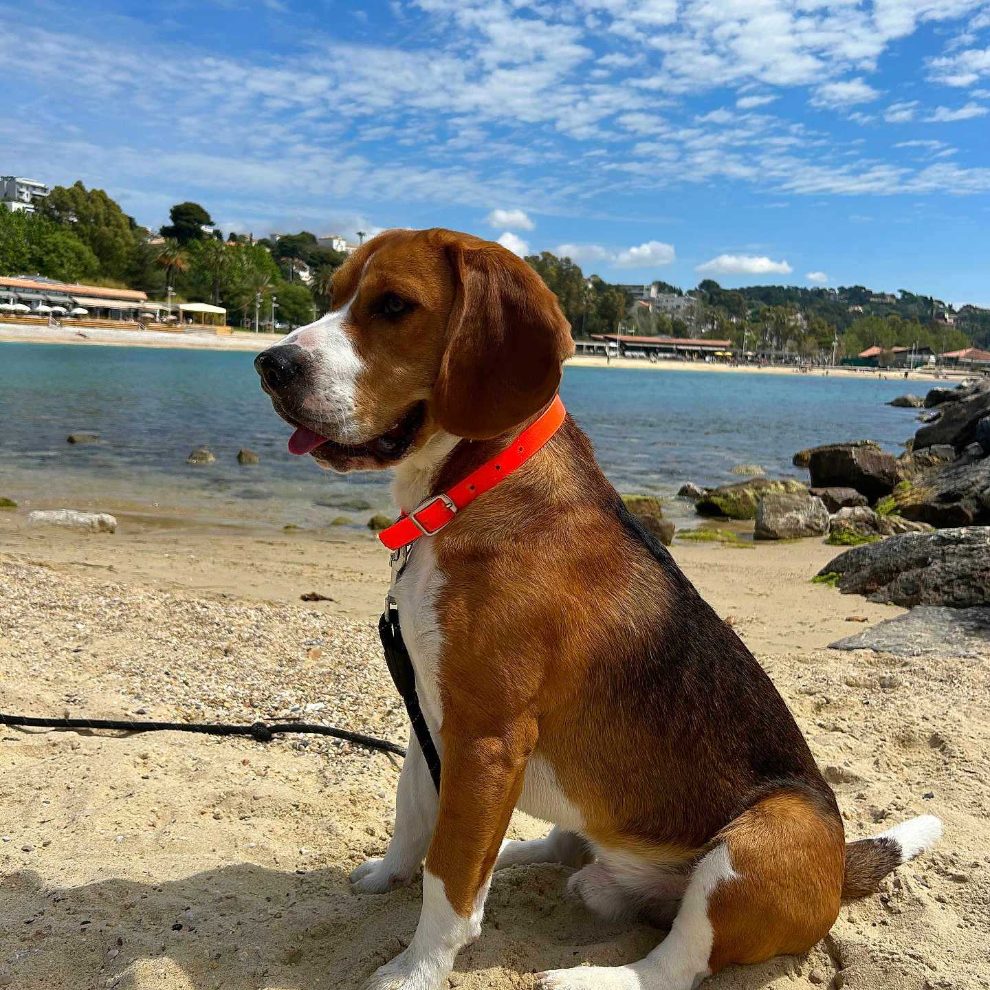 Ulysse participe au concours pour gagner de l'argent avec cette photo : accessories, animal, beach, beagle, canine, coast, dog, hound, nature, outdoors, person, pet, puppy, rock, sea, shoreline, sky, soil, strap, water