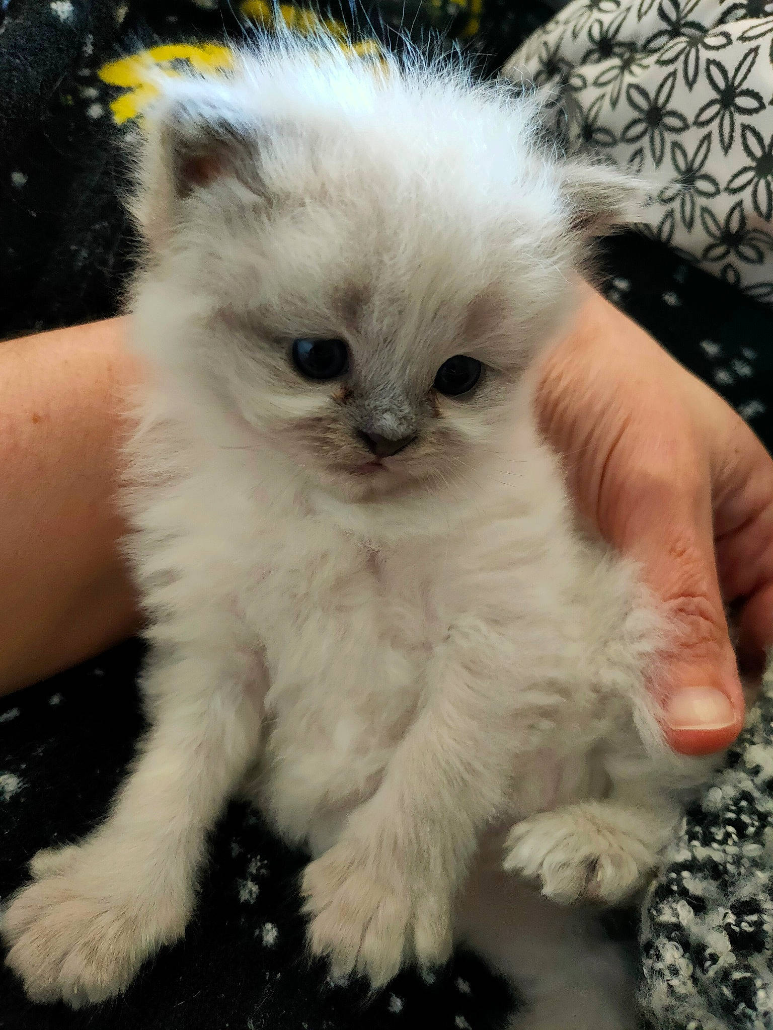 Rose a rejoint le concours — aidez-le/la à gagner de superbes lots ! asian_semi_longhair, british_longhair, british_semi_longhair, carnivore, cat, claw, domestic_long_haired_cat, eye, felidae, fur, iris, kitten, mammal, napoleon_cat, persian, ragdoll, skin, small_to_medium_sized_cats, vertebrate, whiskers