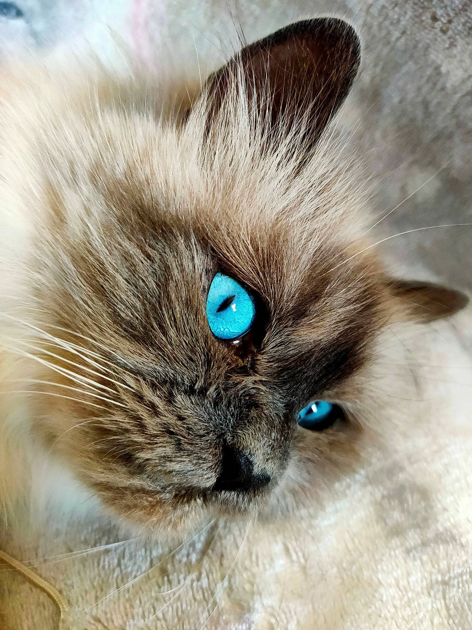 Opra a rejoint le concours — aidez-le/la à gagner de superbes lots ! asian_semi_longhair, balinese, birman, carnivore, cat, close_up, eye, felidae, fur, himalayan, iris, mammal, ojos_azules, organ, ragdoll, siamese, small_to_medium_sized_cats, snout, thai, whiskers