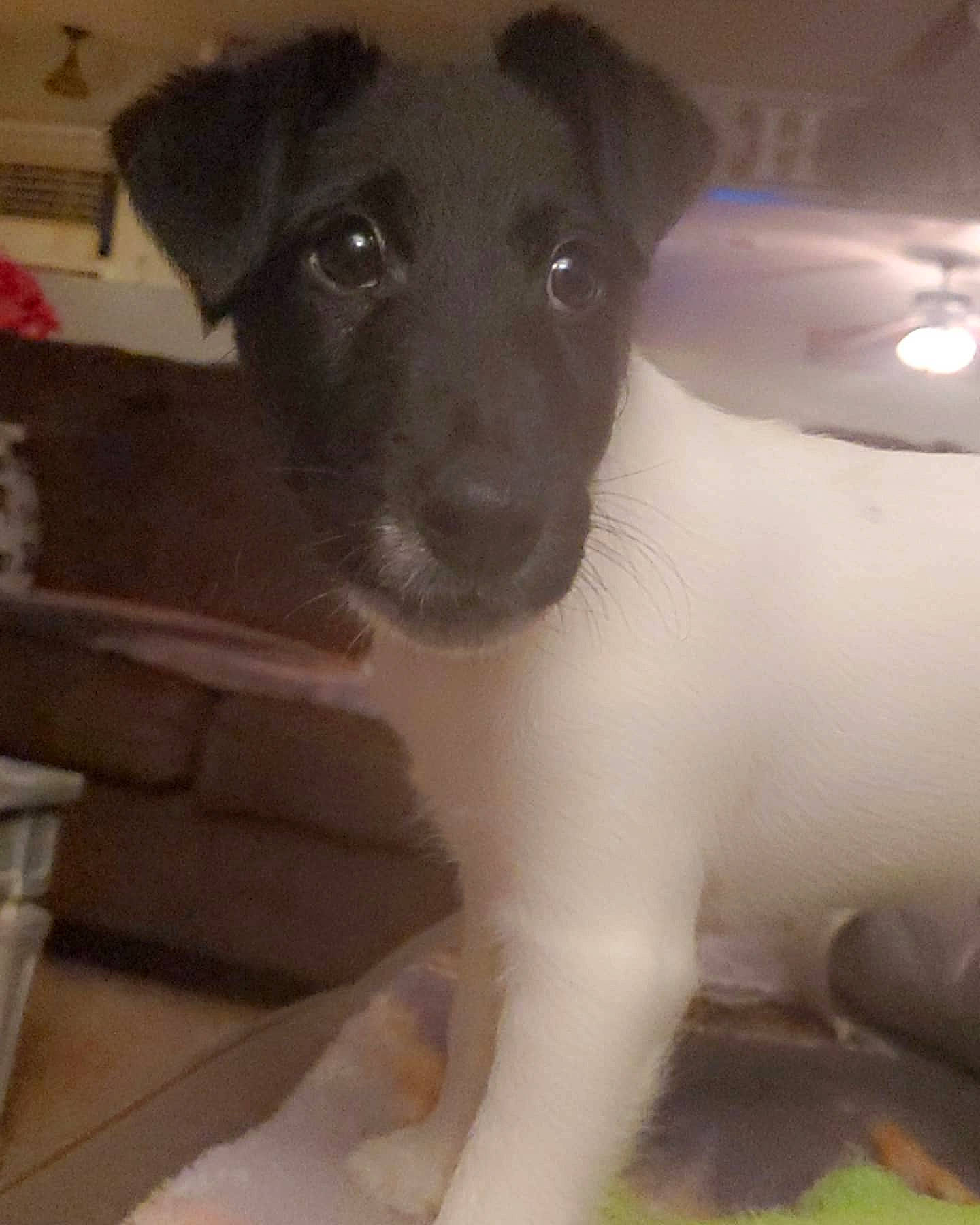 Tag joined the competition — help win amazing prizes! canidae, carnivore, companion_dog, dog, dog_breed, fawn, fur, irishjacks, non_sporting_group, paw, puppy, snout, sporting_group, terrestrial_animal, toy_dog, whiskers, working_animal