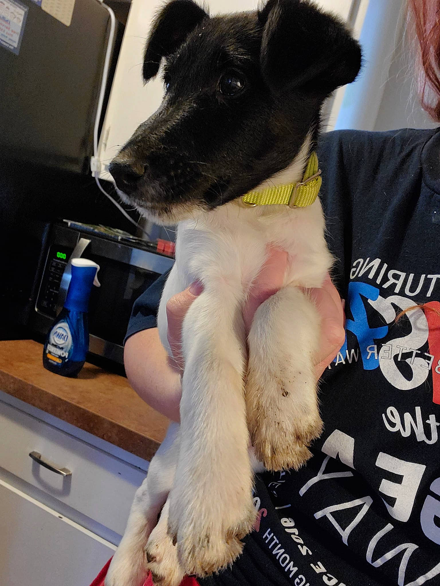 Tag joined the competition — help win amazing prizes! bottle, cabinetry, canidae, carnivore, carton, collar, companion_dog, cupboard, dog, dog_breed, dog_supply, drawer, foot, fur, non_sporting_group, paw, pet_supply, shipping_box, sporting_group, working_animal