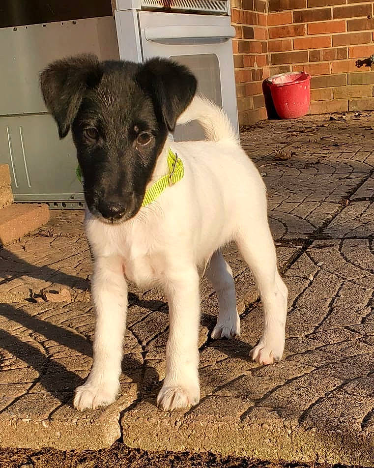 Tag is registered to the contest to win money with this photo: brick, brickwork, canidae, carnivore, companion_dog, dog, dog_breed, door, fawn, flooring, fur, grass, paw, puppy, snout, sporting_group, tail, terrestrial_animal, whiskers, working_animal