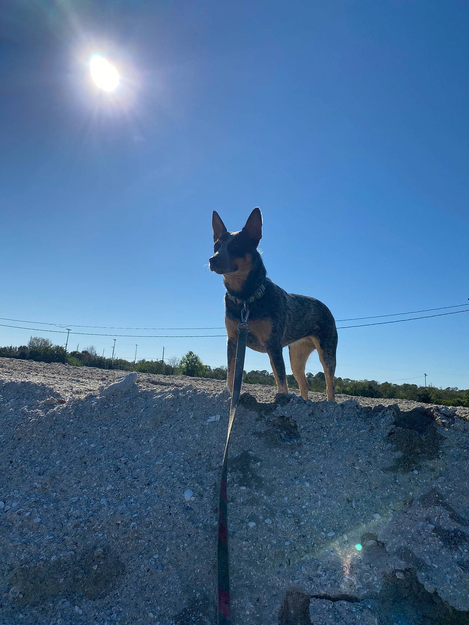 Macy-gray is registered to the contest to win money with this photo: australian_kelpie, canidae, carnivore, cloud, dog, dog_breed, lake, mammal, miniature_pinscher, sea, sky, vacation, working_dog